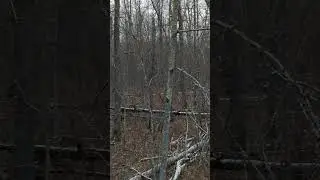 Doe huffing at her kids to run away