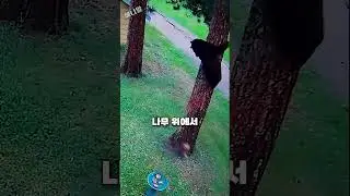 자기보다 한참 작은 강아지의 기세에 눌려버린 곰