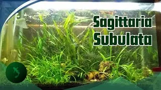 ber-experimen dengan Sagittaria Subulata