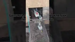 Породистые куры и цыплята яичной породы леггорн далматинец.  МО, Талдом 8_916_ 407_2267. Доставка!