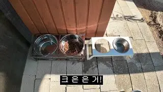 진돗개 흑표의 초대형 스덴 밥그릇과 물그릇~ㅋㅋ