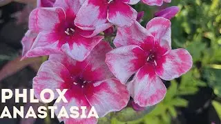 Phlox - Anastasia