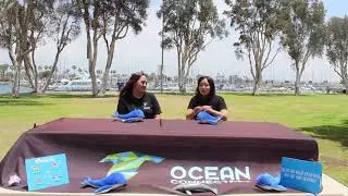 Whale Trivia Episode 4 | The Shore Buddies Show