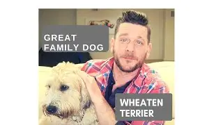 WHAT IS THE BEST FAMILY DOG? Wheaten Terrier Review and featuring viewers dogs!