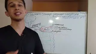Механизм действия Противодиабетических препаратов ч 2 .(ПСМ,иДПП,аГПГ)