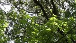 Blue jay and hawk (