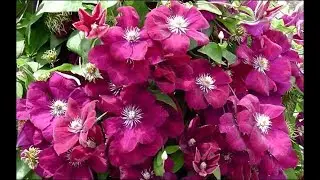 САМЫЕ КРАСИВЫЕ МОИ КЛЕМАТИСЫ