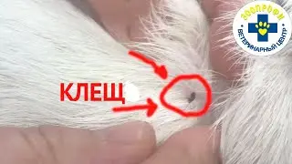 ОГРОМНЫЙ КЛЕЩ. ОШЕЙНИК НЕ СПАСАЕТ ОТ КЛЕЩЕЙ. Как обезопасить собаку от КЛЕЩЕЙ?
