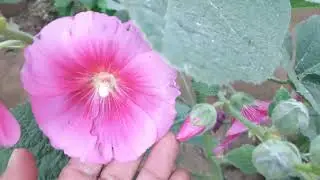 Como cuidar da Malva real (2)