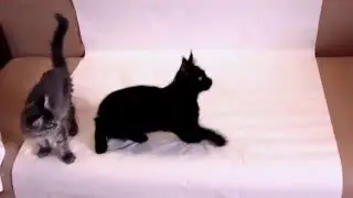 Котята от РУССКАЯ ПРИРОДА