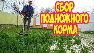 Mowing grass and collecting forage