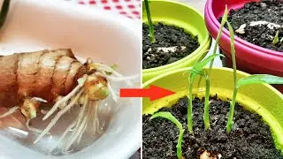 Growing a ginger plant from one piece of ginger