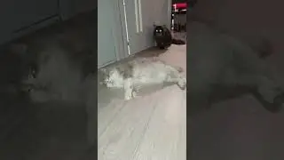 # котохаус