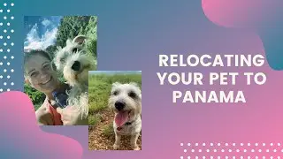 Relocating Your Pet to Panama