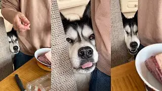 Husky Keeps A CLOSE Eye On The Dinner! 