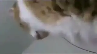 meow