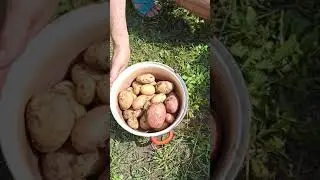 Ранняя картошка-результат