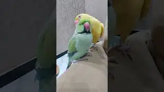 ringneck nap time
