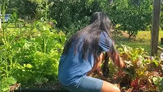 Just weeding and showing the plants  | Relaxing