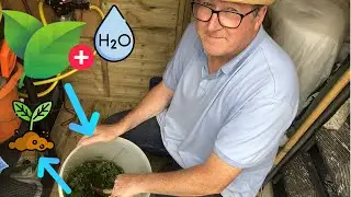 How to make stinging nettle (Urtica dioica) tea organic fertiliser (fertilizer) give plants a boost