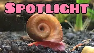 Ramshorn Snail Care (Outdated)