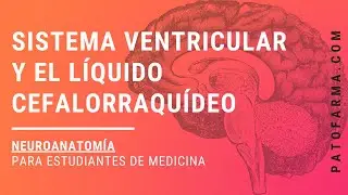 NEUROANATOMÍA: Sistema Ventricular Y Líquido Cefalorraquídeo
