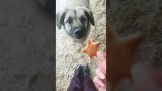 Сладкие хвосты @izpriuta_ #приютдлясобак #собака #добро