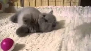 котёнок играет