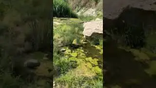 Оазис в степи!
