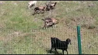 Альпийские козы