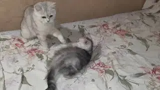 Раздача кусей кошкой-мамой по акции -два бесплатно,третий в подарок.
