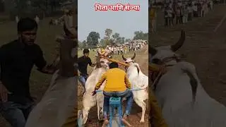 स्टार्टिंग पॉइंट से बैल छूटते हुए।देसी किंग संज्या आणि पब्लिक किंग चिता 
