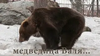 Гималайская медведица Челси и бурая медведица Валя угостились яблочками.