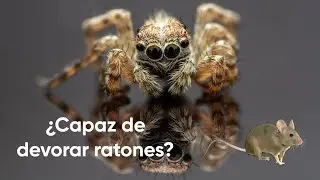 Las 5 arañas más peligrosas del mundo