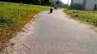 Рона встреча с хозяином