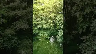 Relaxing Music With Nature Sounds #shorts