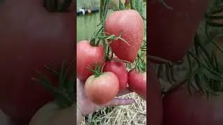 Томат Розовый Лев