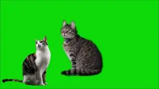 CAT GREEN SCREEN