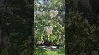 #робиния