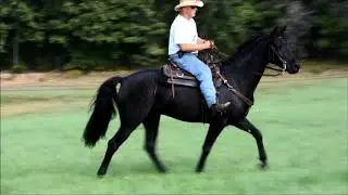 Gaited Morgan Gelding 2009 Missouris Big Thunder