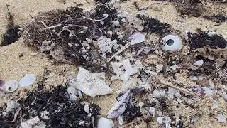 Ливадия, море,  Красота Приморского края
