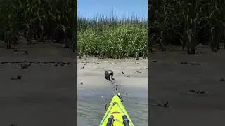 Armadillo emerges from Folly River in Charleston, S.C.