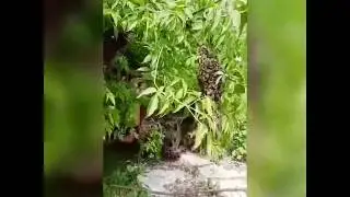 На Пасеке у дедушки!