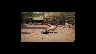 10 АКУЛ и 1 СОБАКА