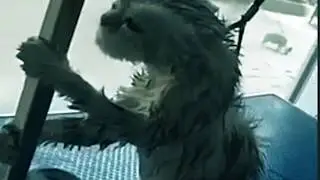 Teaser - Gato do Mal o Filme
