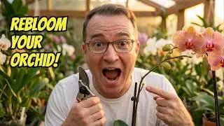 Getting Your Orchid to Rebloom and when NOT to