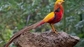 Lovely Rare Birds #Shorts