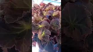 Бегония получили новый черенок