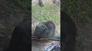 See how Smart this orangutan ❤.       