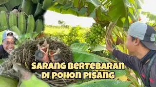 Heran !!! Cuma Nyari di pohon pisang tapi dapat banyak sarang 🤩🤩
